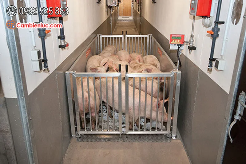 Cân kiểm tra sức khỏe trang trại lợn